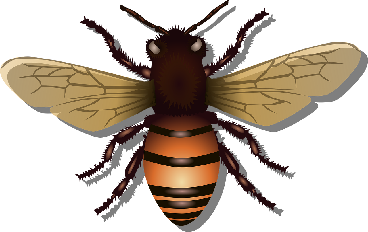 Abejas